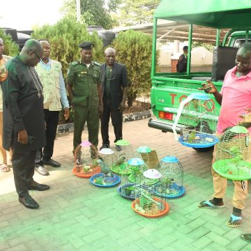 Three in Custody for Illegal Trade in Endangered Wildlife