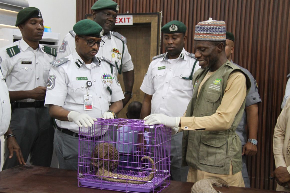 PANGOLINS RECEIVED IN KANO AND AKWA IBOM STATES POSITIVE INDICATORS OF AWARENESS ON WILDLIFE CONSERVATION – NESREA DG