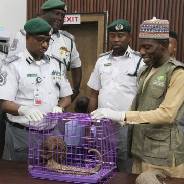 IMG-20260317-WA0053 PANGOLINS RECEIVED IN KANO AND AKWA IBOM STATES POSITIVE INDICATORS OF AWARENESS ON WILDLIFE CONSERVATION – NESREA DG