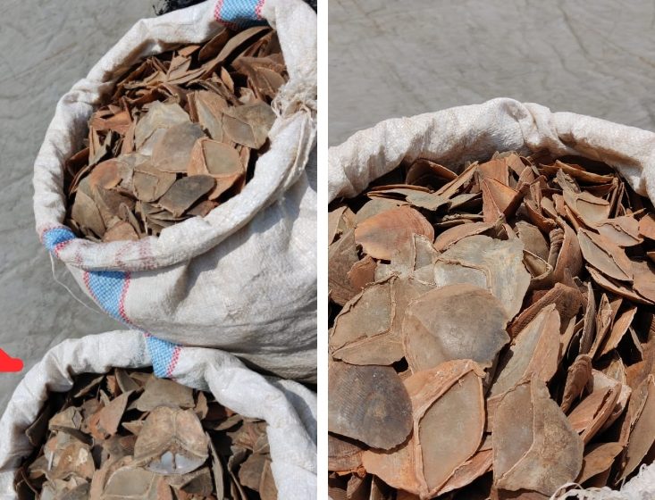 FUGITIVE WILDLIFE CRIMINAL APPREHENDED AFTER 5 YEARS ON THE RUN