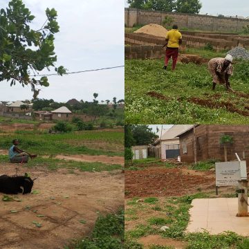 IMG-20260606-WA0032 Delayed Rains Leave Abuja Farmers in Limbo