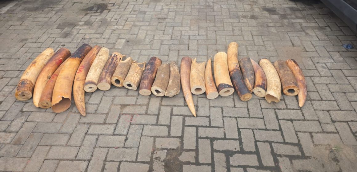 FOUR IN CUSTODY AS NIGERIA RECORDS ANOTHER VICTORY IN ENFORCEMENT AGAINST WILDLIFE CRIMES‎