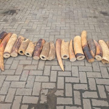 FOUR IN CUSTODY AS NIGERIA RECORDS ANOTHER VICTORY IN ENFORCEMENT AGAINST WILDLIFE CRIMES‎