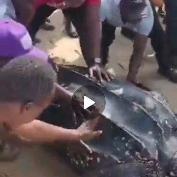 Heroic Community Rescue: NESREA DG Commends Ibeju-Lekki Residents for Saving Rare Leatherback Turtle